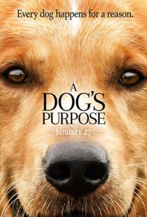 دانلود فیلم هندی A Dog’s Purpose 201741616-1978764708