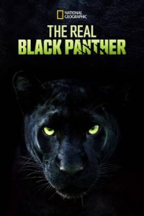 دانلود مستند The Real Black Panther 2020229564-1743176954