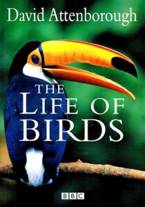 دانلود مستند The Life of Birds382058-307821087